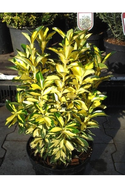 Бруслина Екстаз